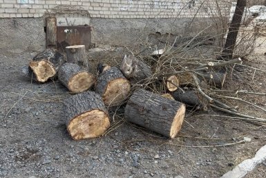 Спиленные деревья читательницы ИА ChitaMedia