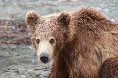 114 медведей после 150 выходов к селам добыто в Забайкалье