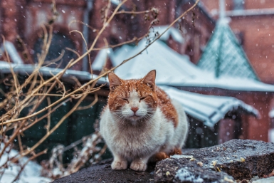 снег Мария Смитюк, ИА PrimaMedia